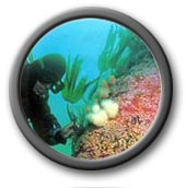 Diving