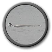 Minke Whale