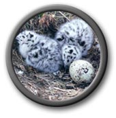 Bird Nest