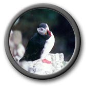 Puffin