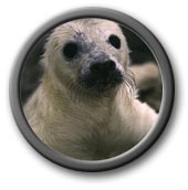 Seal pup