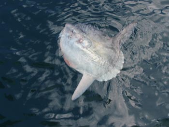 sunfish