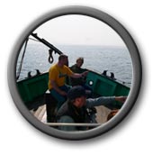 Whale Watching